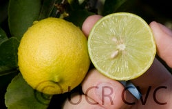 Castelo lime crc4062004