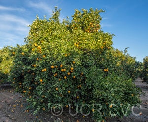 ​​catlin sweet orange CRC3860003