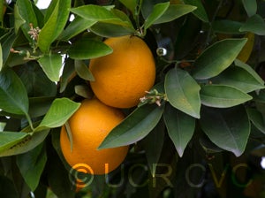 ​​catlin sweet orange CRC3860006