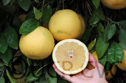 Cecily grapefruit CRC 2014003