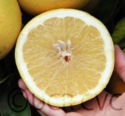 Cecily grapefruit CRC 2014004