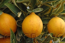 Centenniel variegated crc4082004