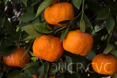Changsha mandarin CRC35770014