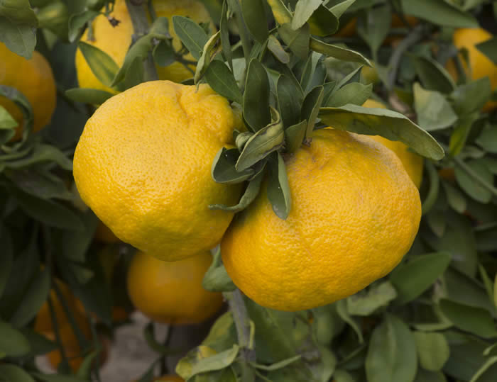 China S-11 Satsuma mandarin crc4159007