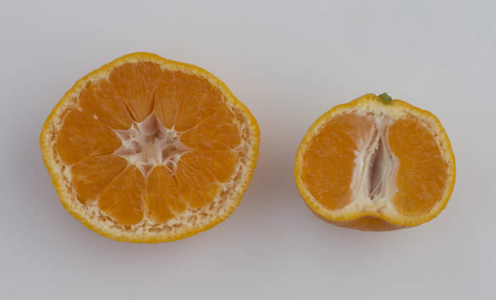 China S-11 Satsuma mandarin crc4159008