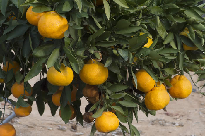 China S-1 Satsuma mandarin CRC4158005