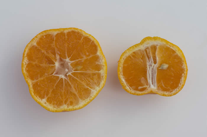 China S-1 Satsuma mandarin CRC4158006