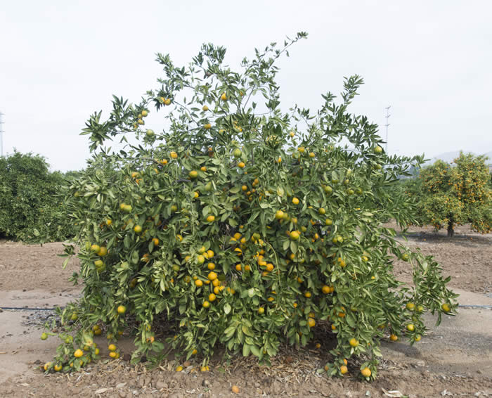 China S-2 Satsuma mandarin CRC4060001