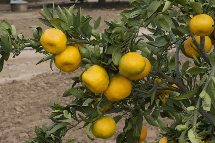 China S-5 Satsuma mandarin CRC41530005