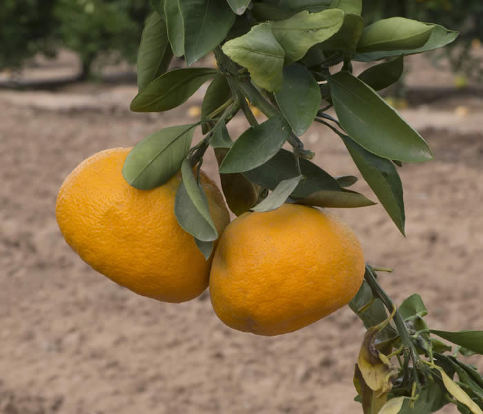 China S-5 Satsuma mandarin CRC4153006