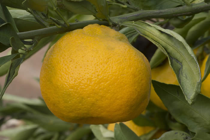 China S-5 Satsuma mandarin CRC4153007