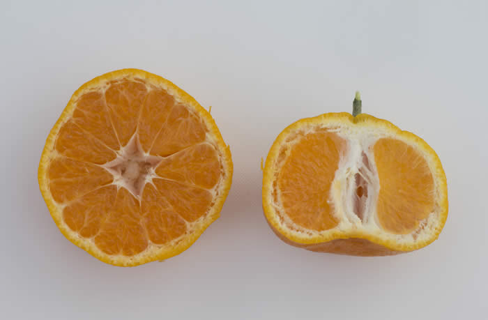 China S-5 Satsuma mandarin CRC4153008