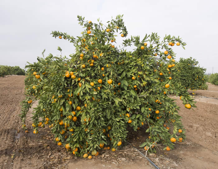 China S-6 Satsuma mandarin CRC4088004