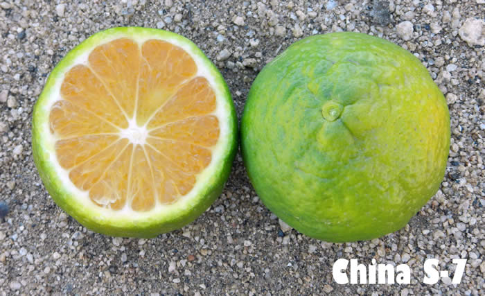 China S-7 Satsuma mandarin CRC4089002