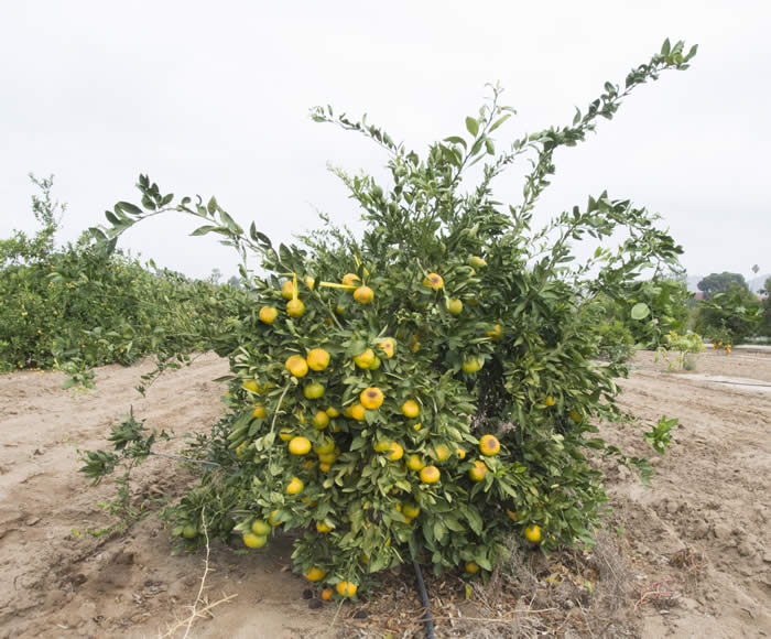 China S-8 Satsuma mandarin CRC4177001