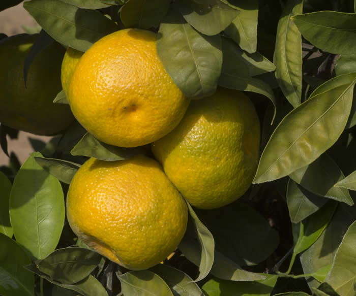 China S-8 Satsuma mandarin CRC4177006