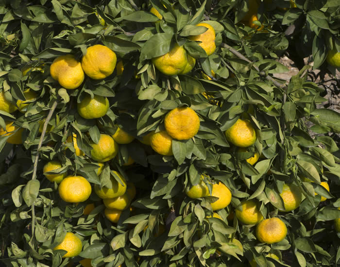 China S-8 Satsuma mandarin CRC4177007