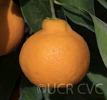 China S-9 Satsuma mandarin crc4061002