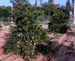 China S-7 Satsuma mandarin CRC4089007