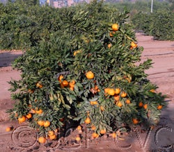 China S-9 Satsuma mandarin crc4061000