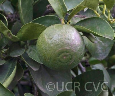 Zadaiadai sour orange CRC3473003