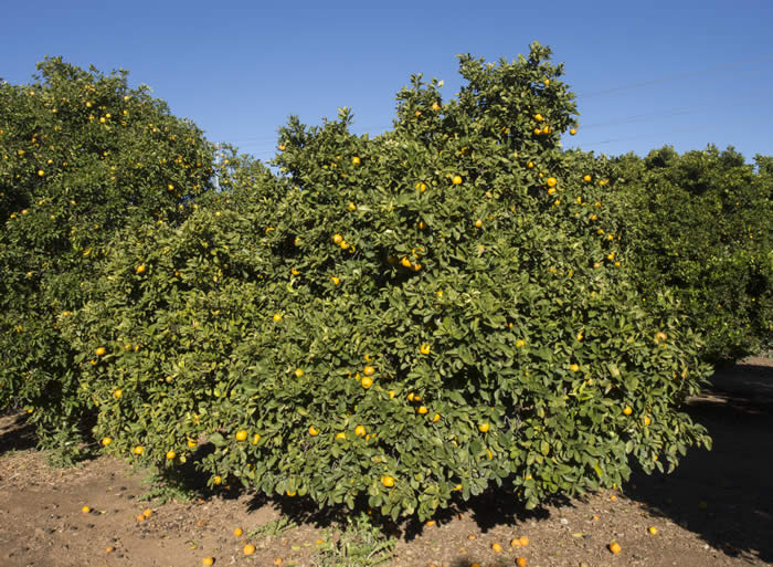 Zadaiadai sour orange CRC3473008