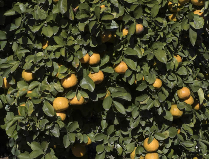 Zadaiadai sour orange CRC3473010