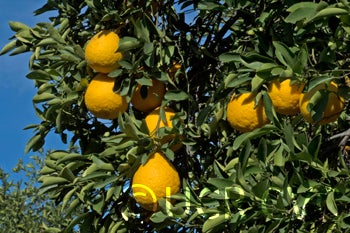 attani pummelo hybrid CRC3556006