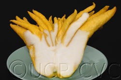 Buddha’s Hand citron crc3768005