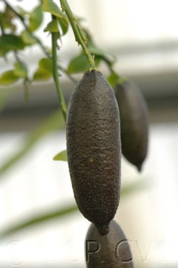 Microcitrus australasica CRC3672004