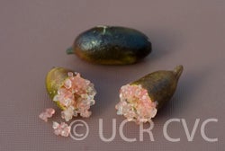 Microcitrus australasica CRC3672006