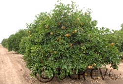 Foster Pink grapefruit tree