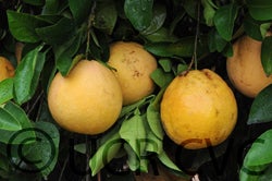 Foster Pink grapefruit