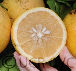 Foster Pink grapefruit