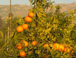 Fraser Seville sour orange fruit on tree