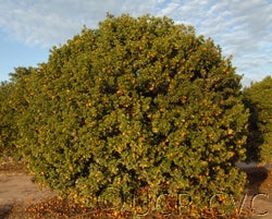 Changshou kumquat CRC3475007