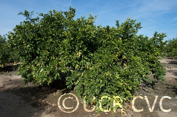 Haiku B pummelo tree