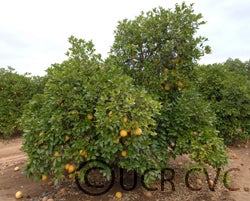 Hall grapefruit cvc002