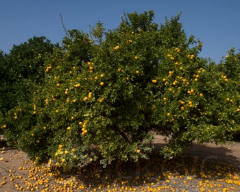 Hiryu Flying dragon trifoliate tree