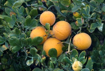 Hiryu Flying dragon trifoliate fruit on tree