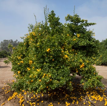 Hiryu Flying dragon trifoliate tree