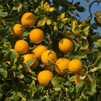 Hiryu Flying dragon trifoliate fruit on tree