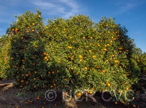Homosassa sweet orange tree