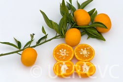 Honey mandarin branch and fruit