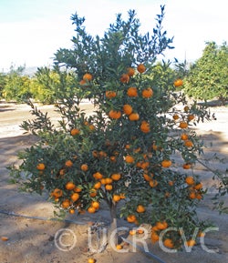 Imperial mandarin tree