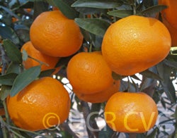 Imperial mandarin group