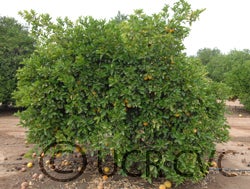 Imperial grapefruit tree