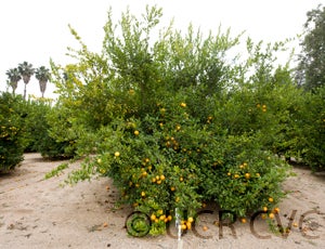 India lemon hybrid tree