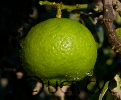 India lime (CRC 2450)