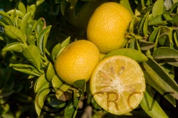 India lime (CRC 3070)